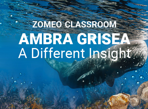  Ambra Grisea- A Different Insight